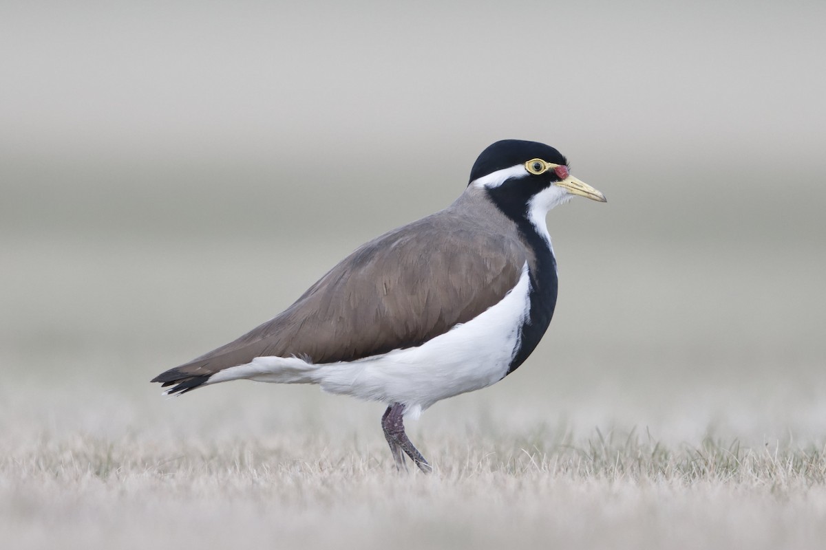 Banded Lapwing - ML596613151