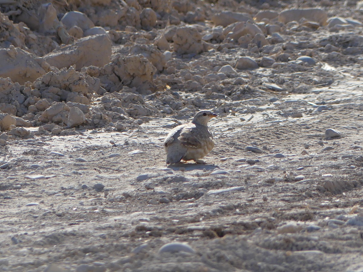 Пустынная куропатка - ML596613541