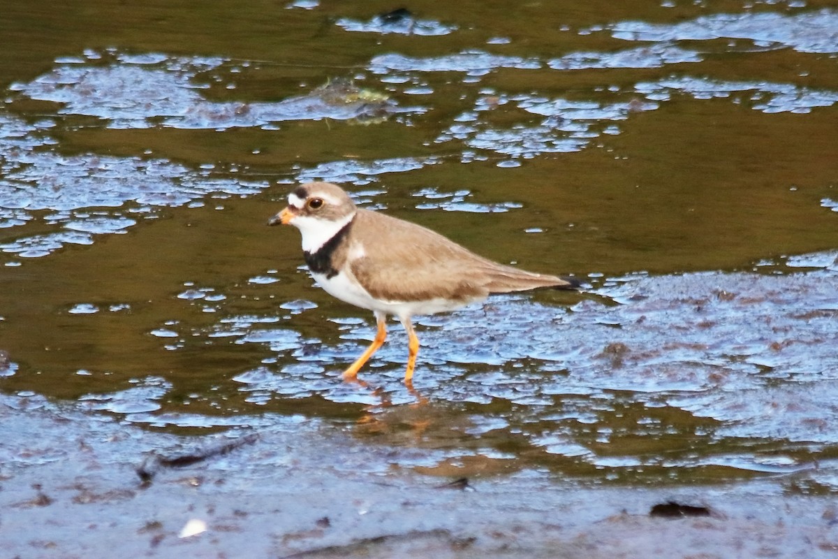 Semipalmated Plover - ML596621631