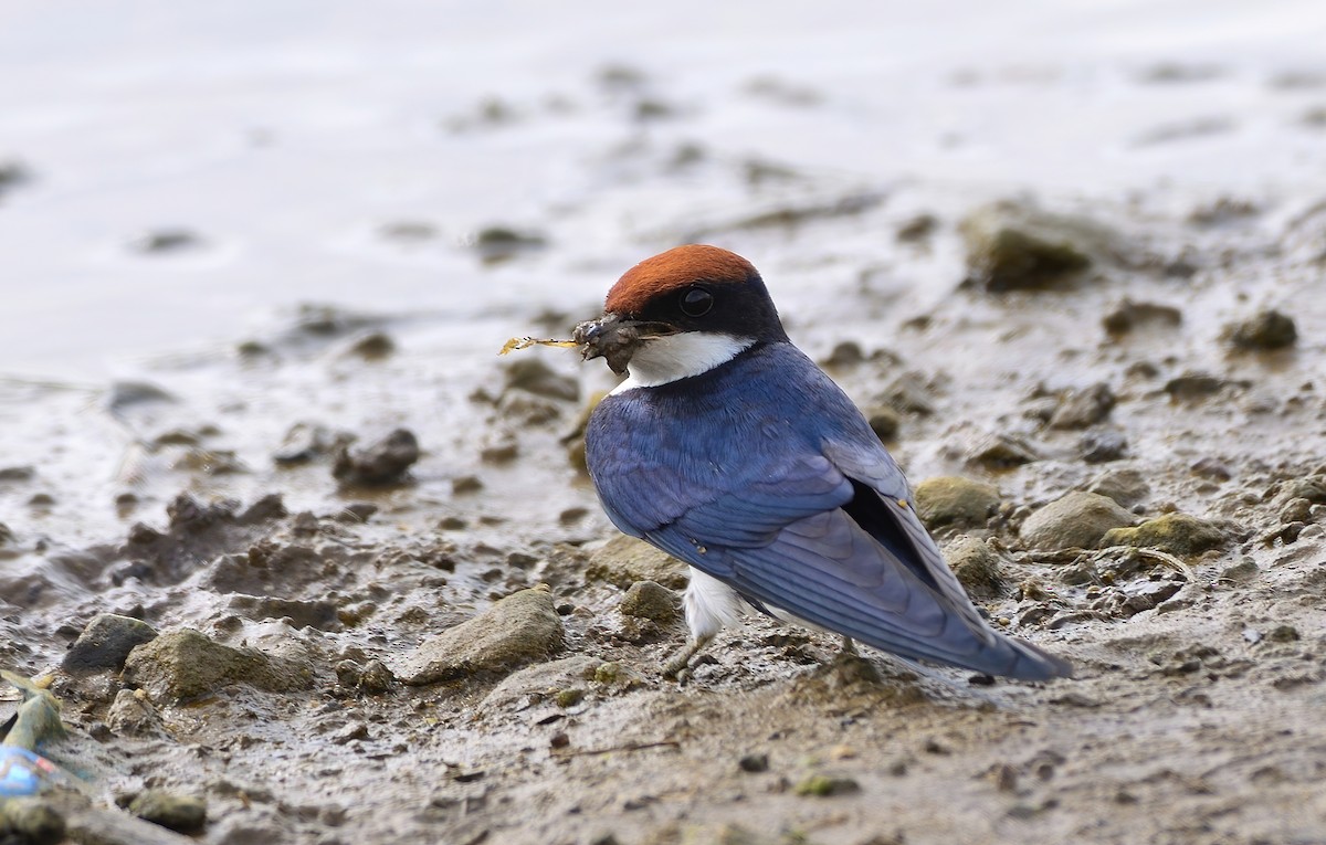 Wire-tailed Swallow - ML596622561