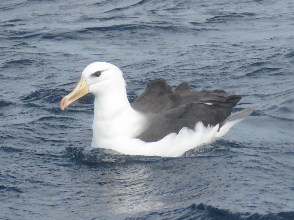 Black-browed Albatross (Black-browed) - Steve Mannix