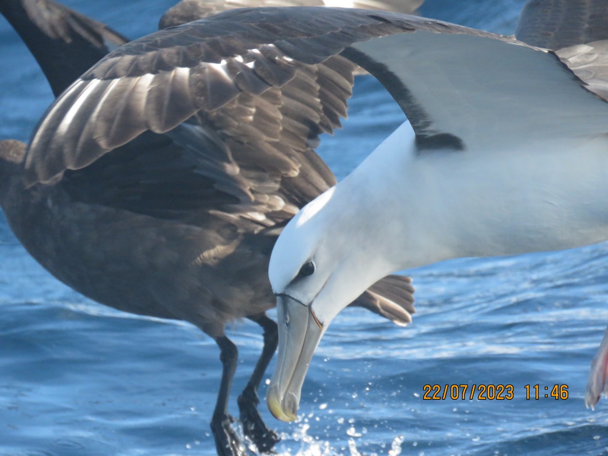 White-capped Albatross - ML596623451