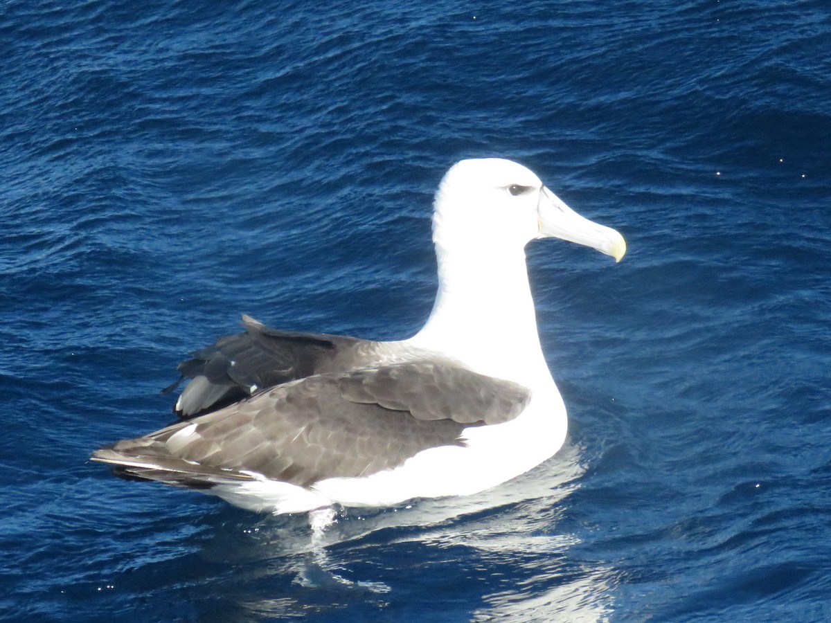 White-capped Albatross - ML596623531