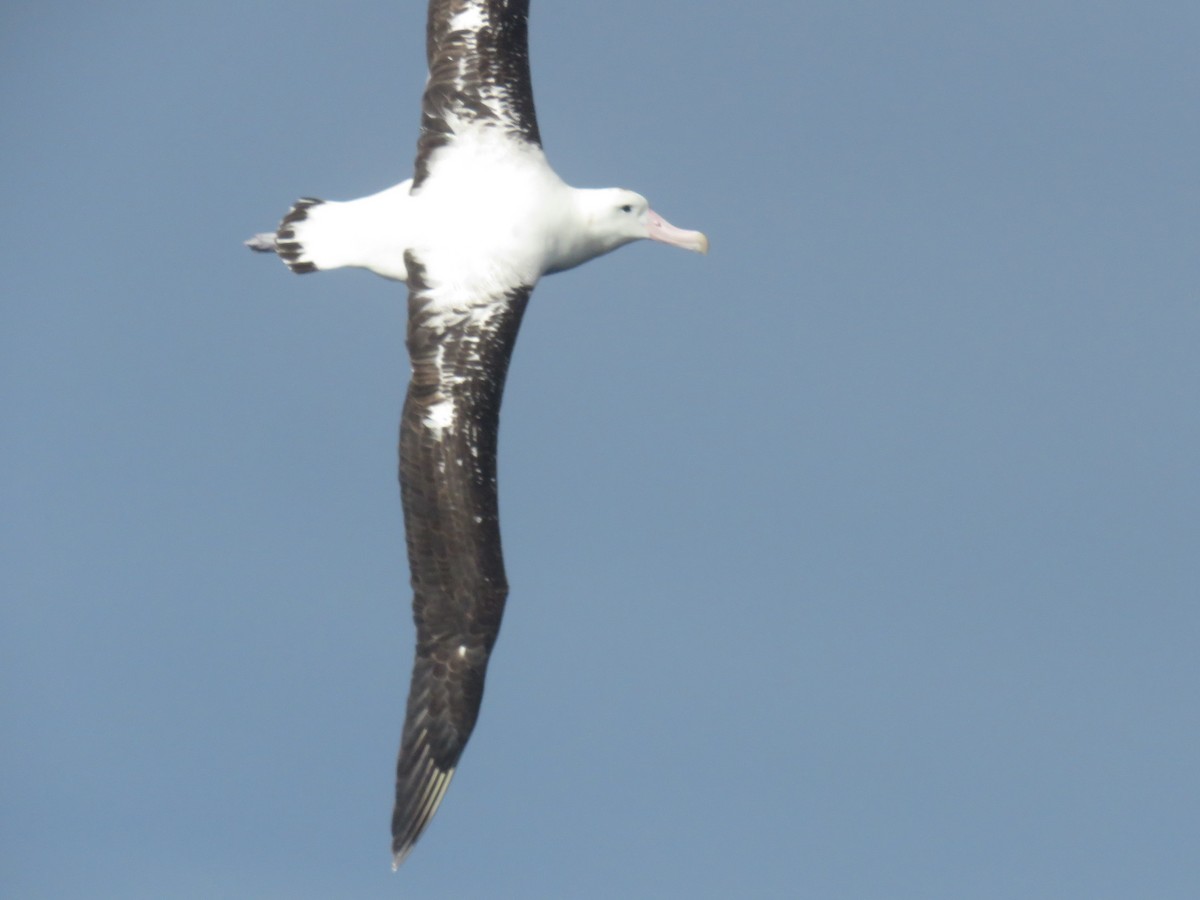 Antipodean Albatross (Gibson's) - Steve Mannix