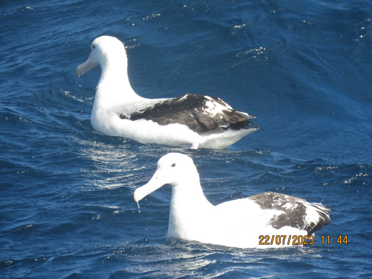 Antipodean Albatross (Gibson's) - ML596623641