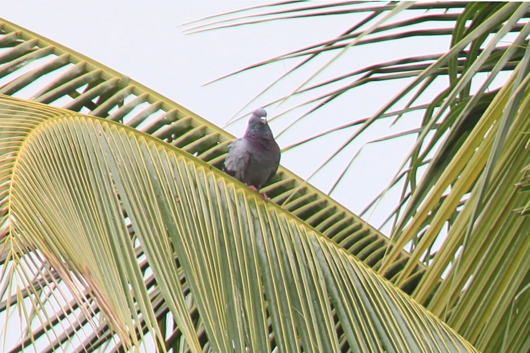 Rock Pigeon (Feral Pigeon) - ML596624181