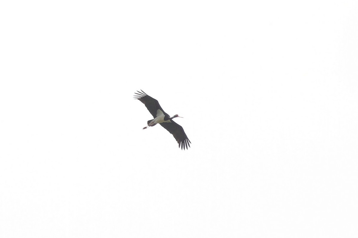 Black Stork - ML596624761