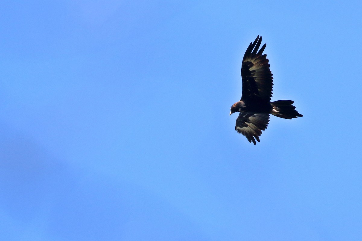 Wedge-tailed Eagle - ML596626001