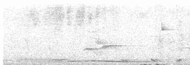 holub bělokřídlý - ML596626151