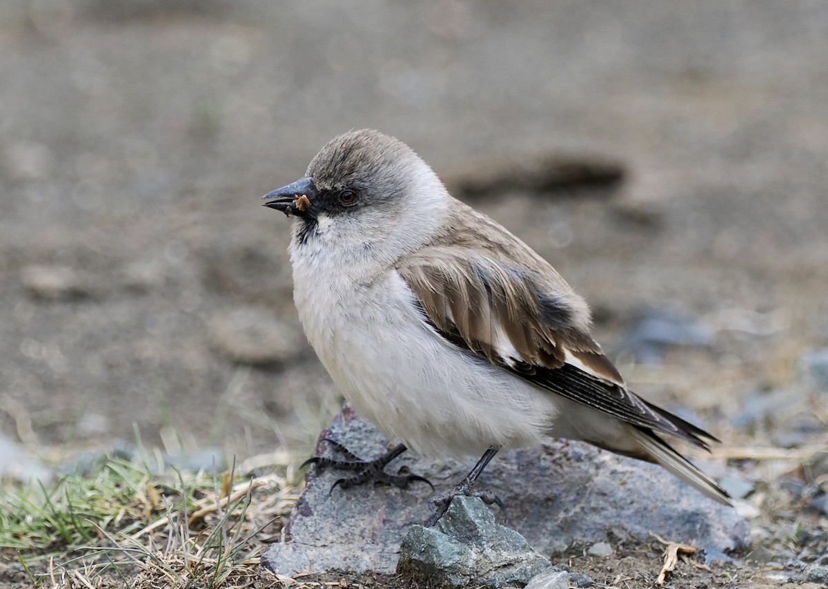 White-winged Snowfinch - ML596627751