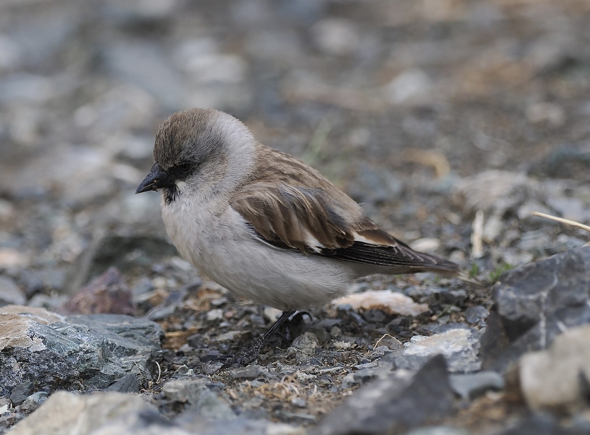 White-winged Snowfinch - ML596627761