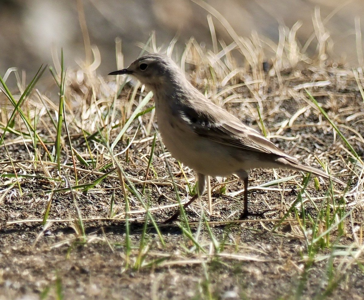 Water Pipit - ML596627971