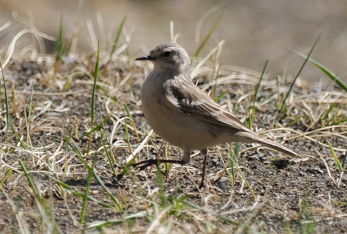 Water Pipit - ML596627981