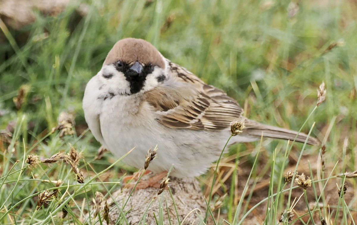 Eurasian Tree Sparrow - ML596629061