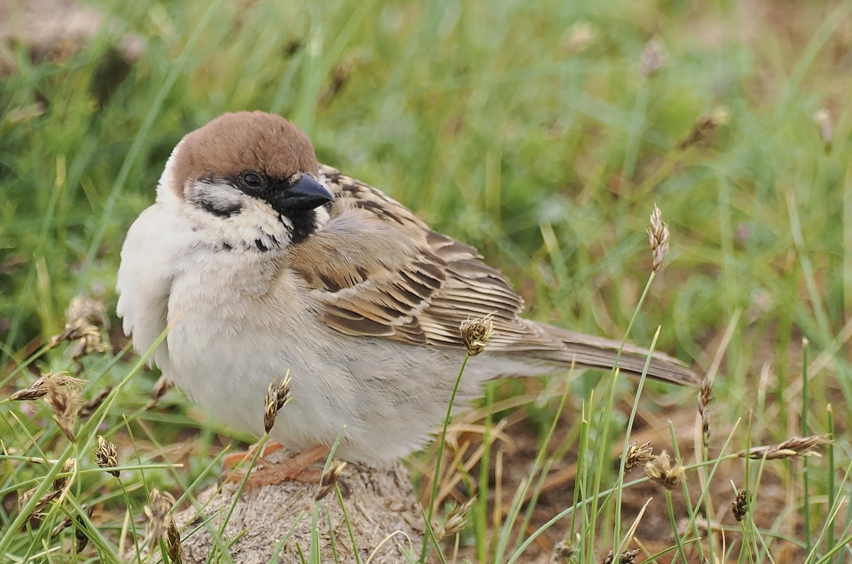Eurasian Tree Sparrow - ML596629071