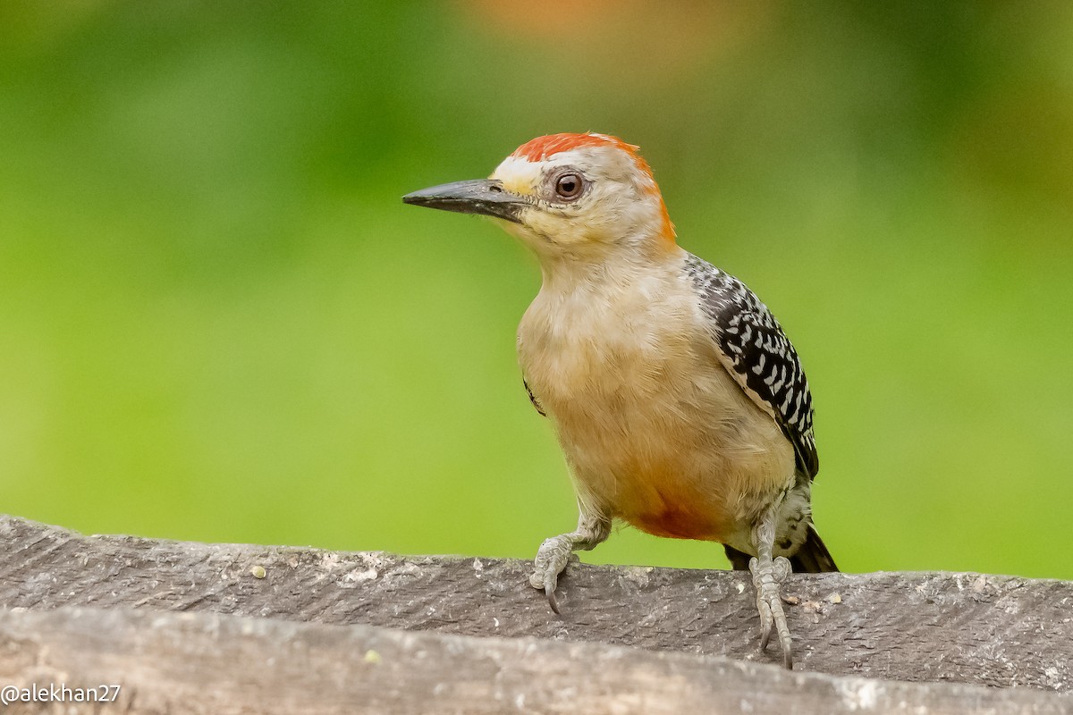 Red-crowned Woodpecker - Eleuterio Ramirez
