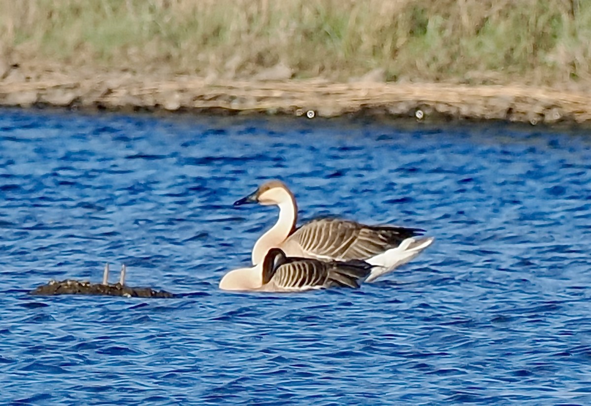 Swan Goose - ML596630081