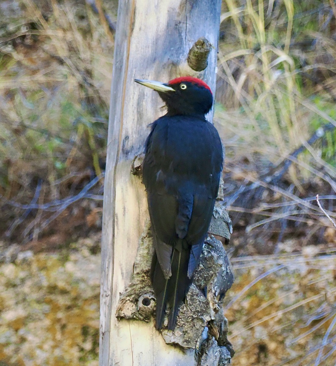 Black Woodpecker - ML596630191