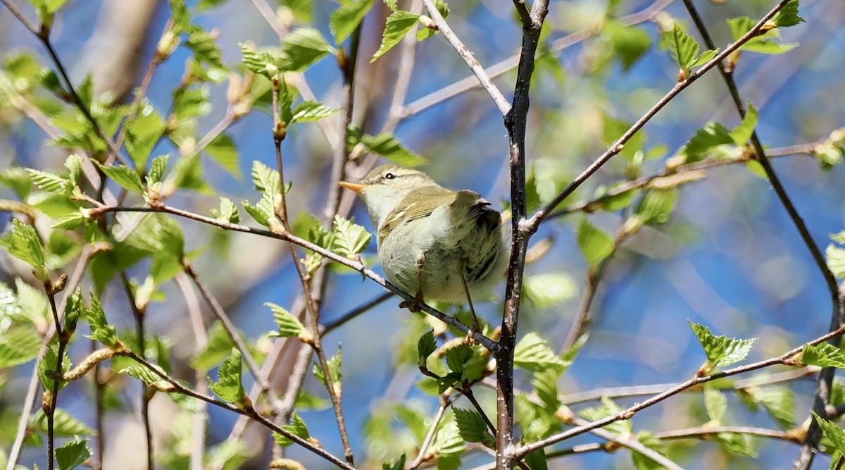 Two-barred Warbler - ML596630611
