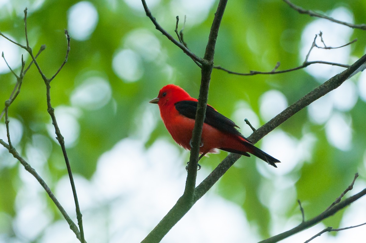 Scarlet Tanager - ML59663101