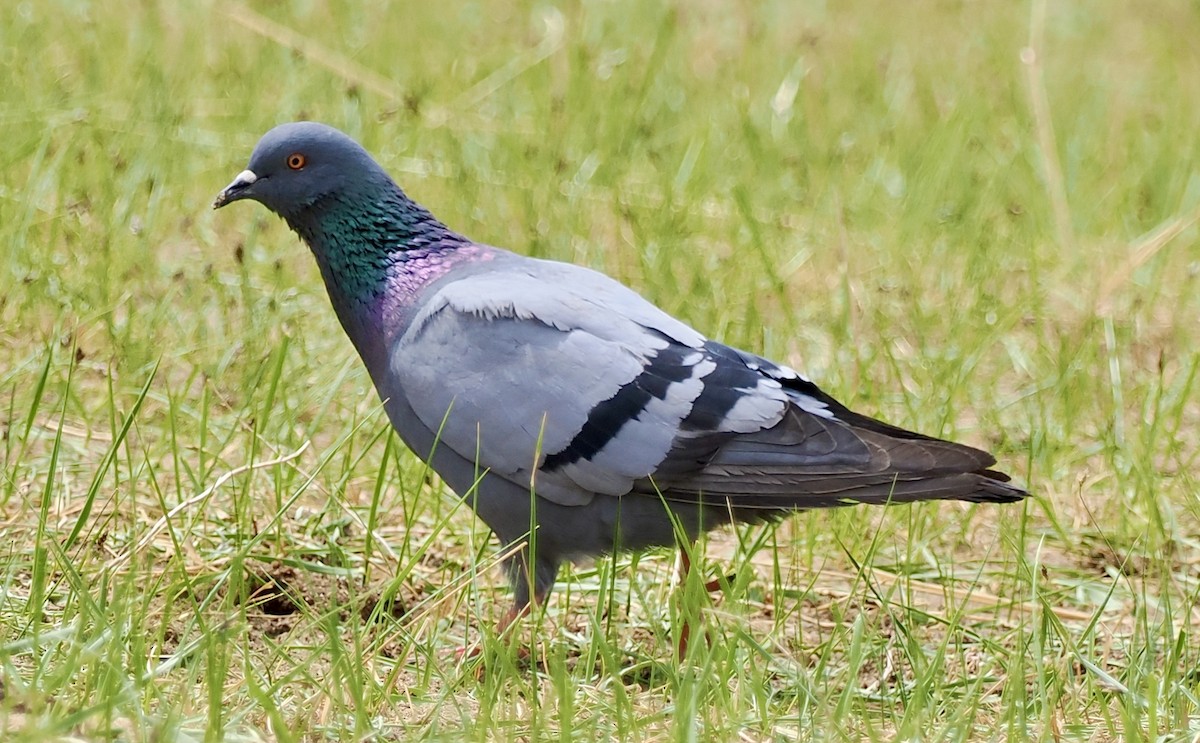 Rock Pigeon (Feral Pigeon) - ML596631501