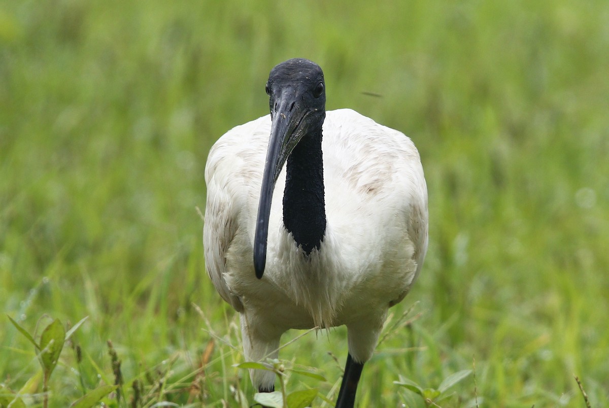 ibis černohlavý - ML596632091