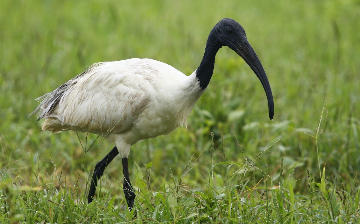 ibis černohlavý - ML596632201
