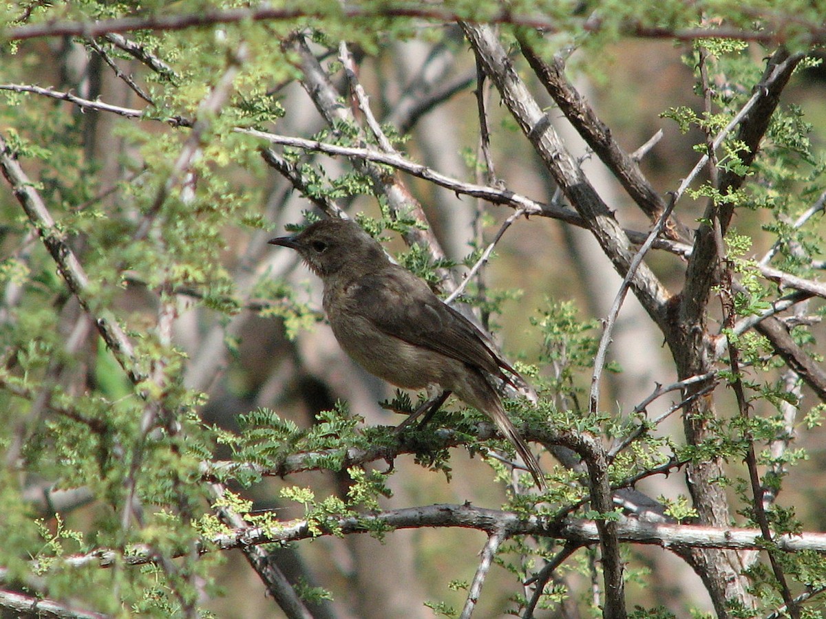 Brown-tailed Chat - ML596632211