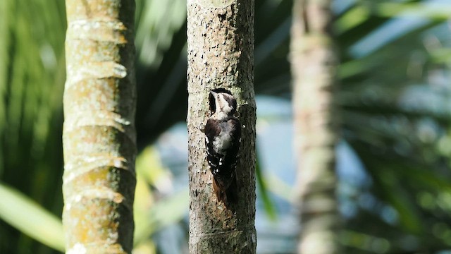 Gray-capped Pygmy Woodpecker - ML596632401