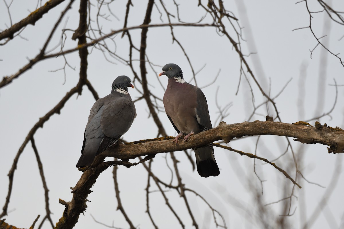 Common Wood-Pigeon - ML596636951