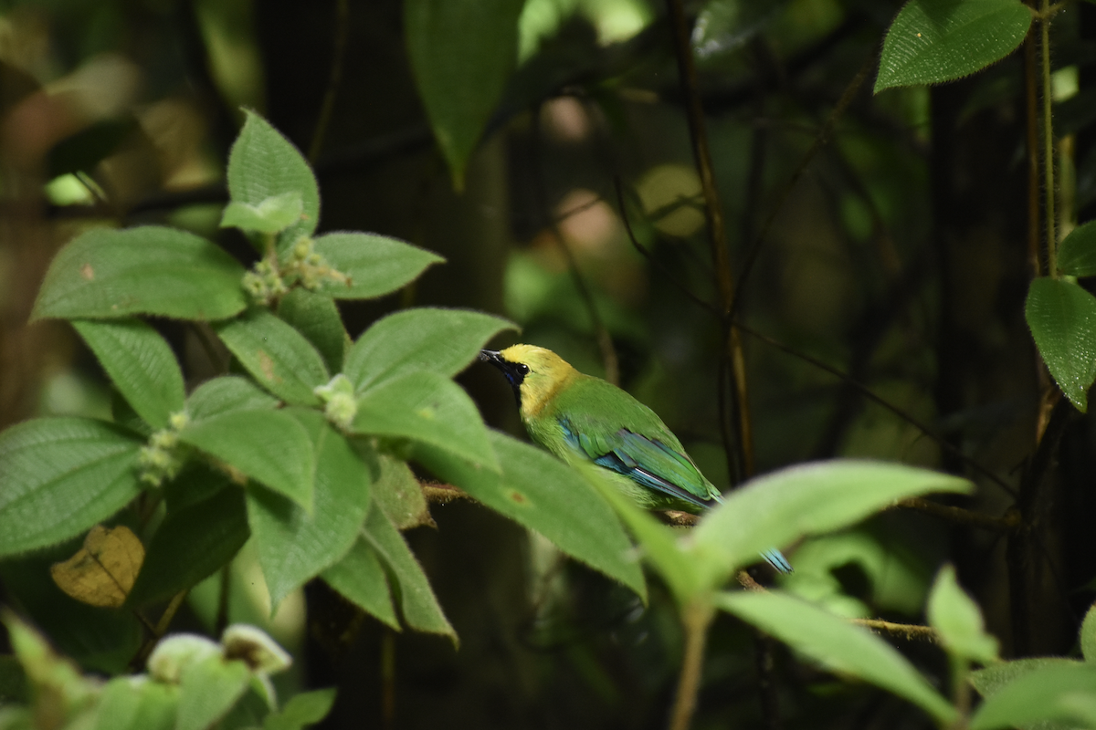 Blue-winged Leafbird - ML596642341