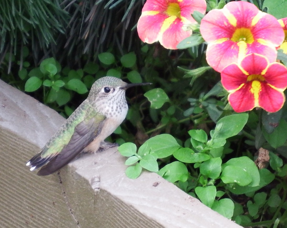 Calliope Hummingbird - ML596643181