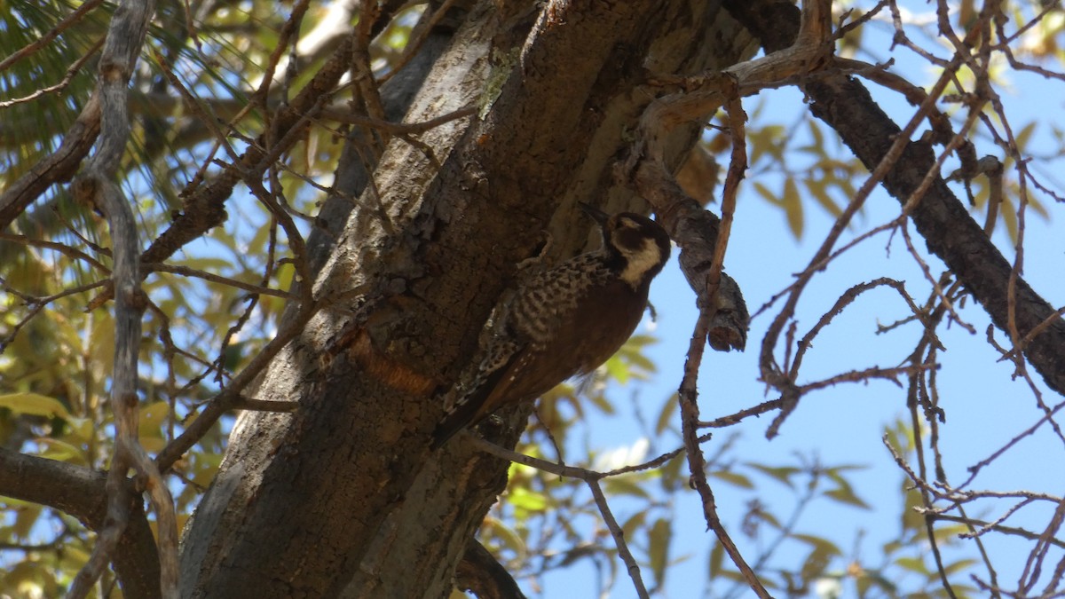 Arizona Woodpecker - ML59664341