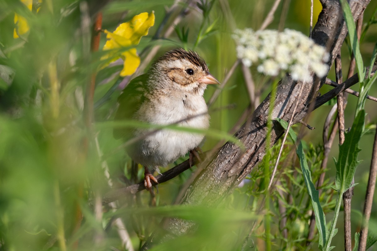 Clay-colored Sparrow - ML596644041
