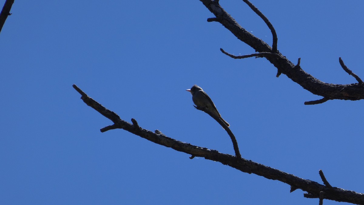 Greater Pewee - ML59664411