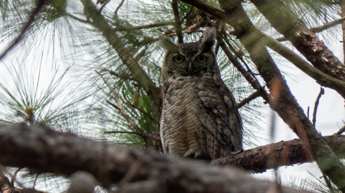 Great Horned Owl - ML596645571