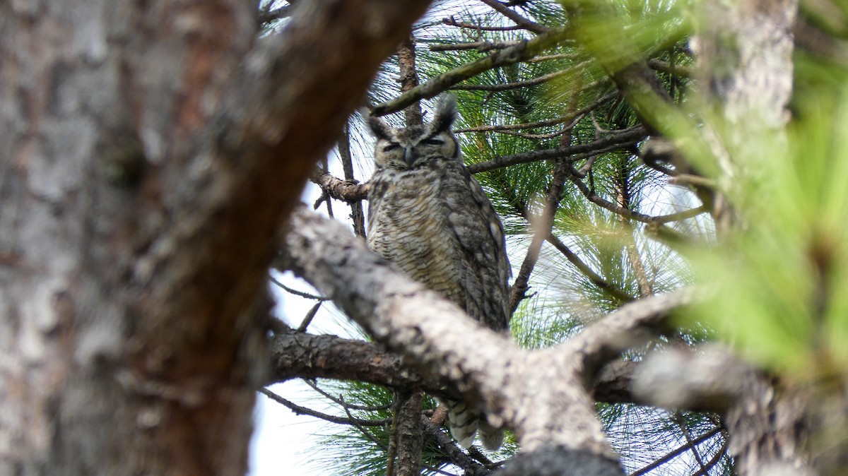 Great Horned Owl - ML596645591