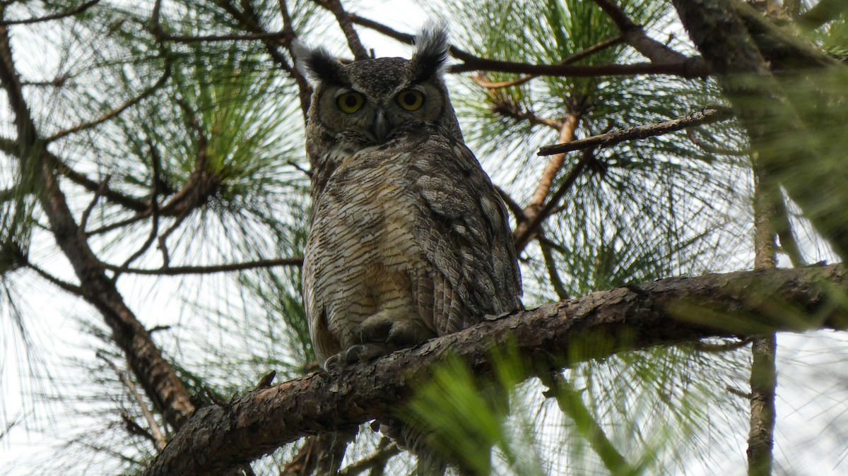 Great Horned Owl - ML596645601