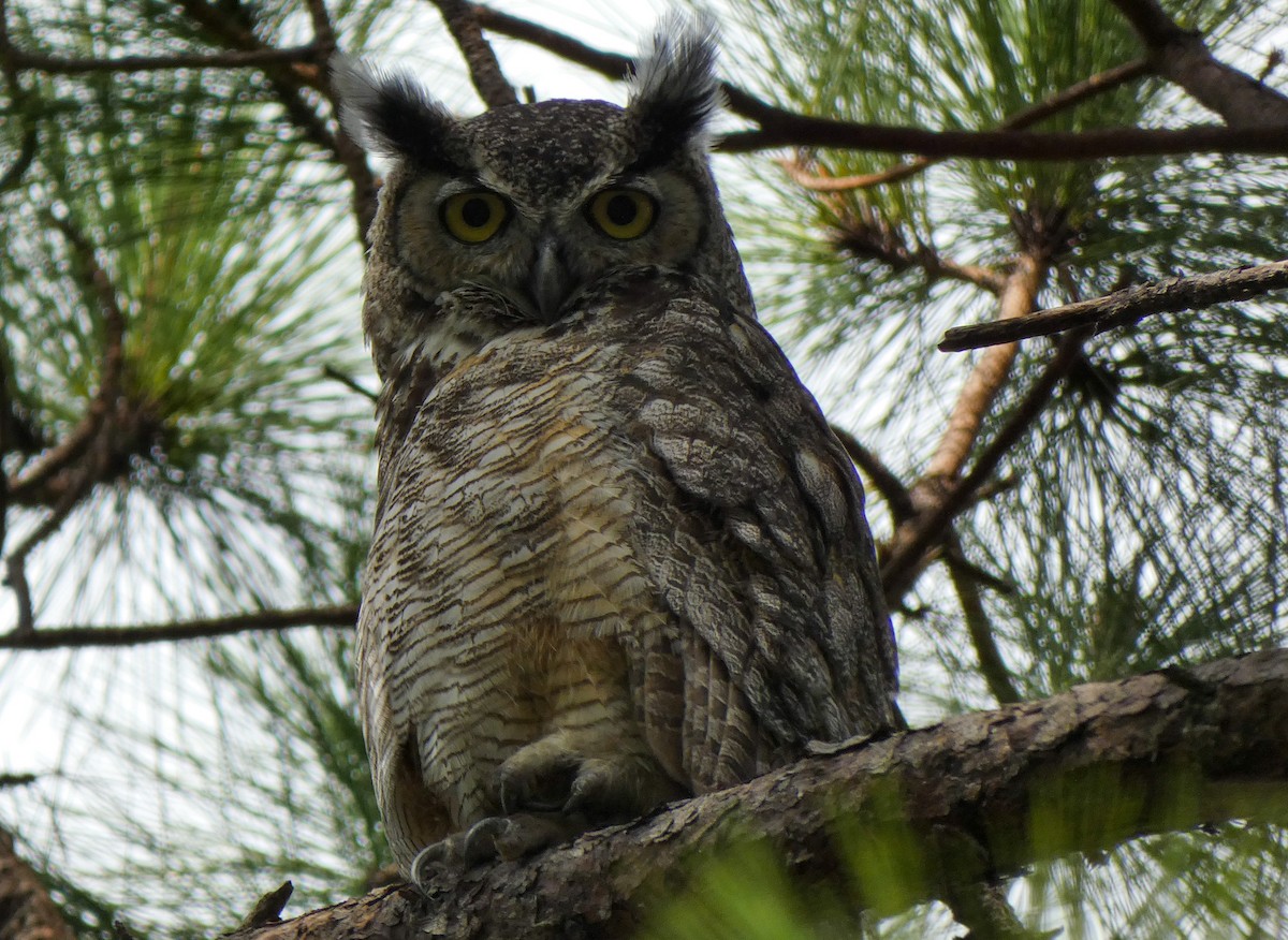 Great Horned Owl - ML596645611