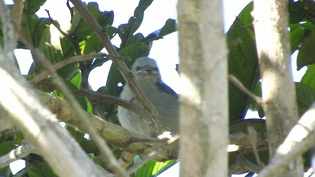 Blue-gray Tanager - ML596645741