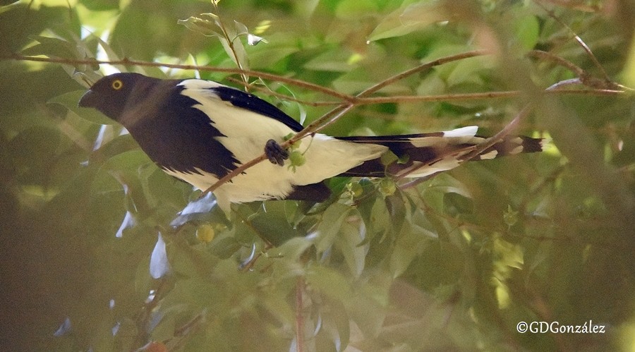 Magpie Tanager - ML596649921