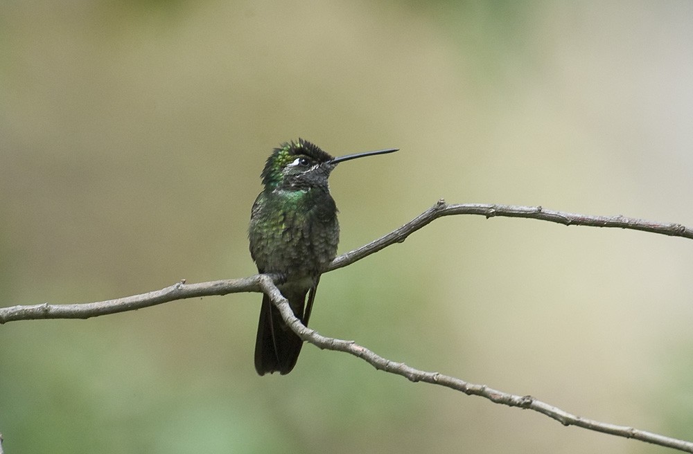 Rivoli's Hummingbird - ML596651591