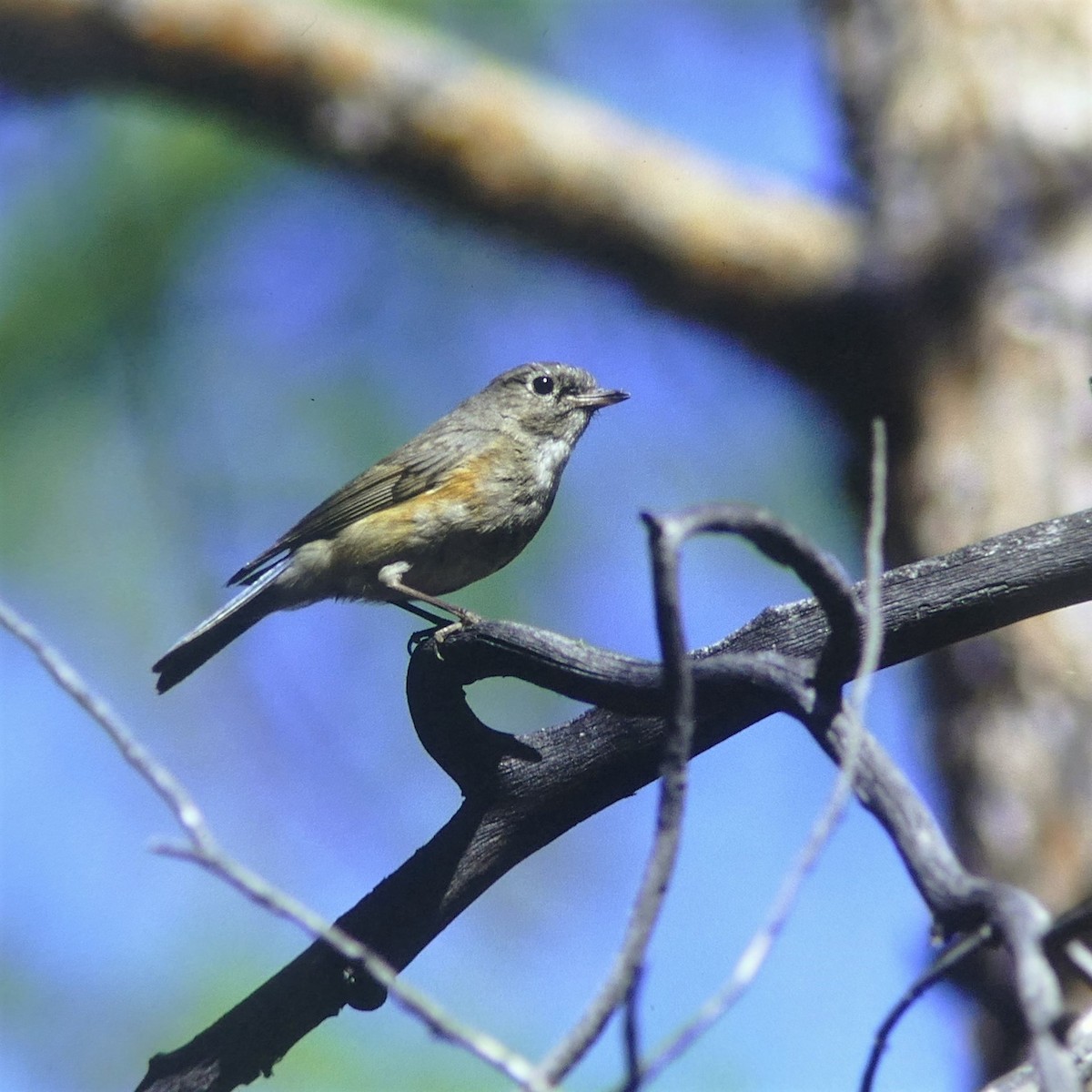 Red-flanked Bluetail - ML596658761