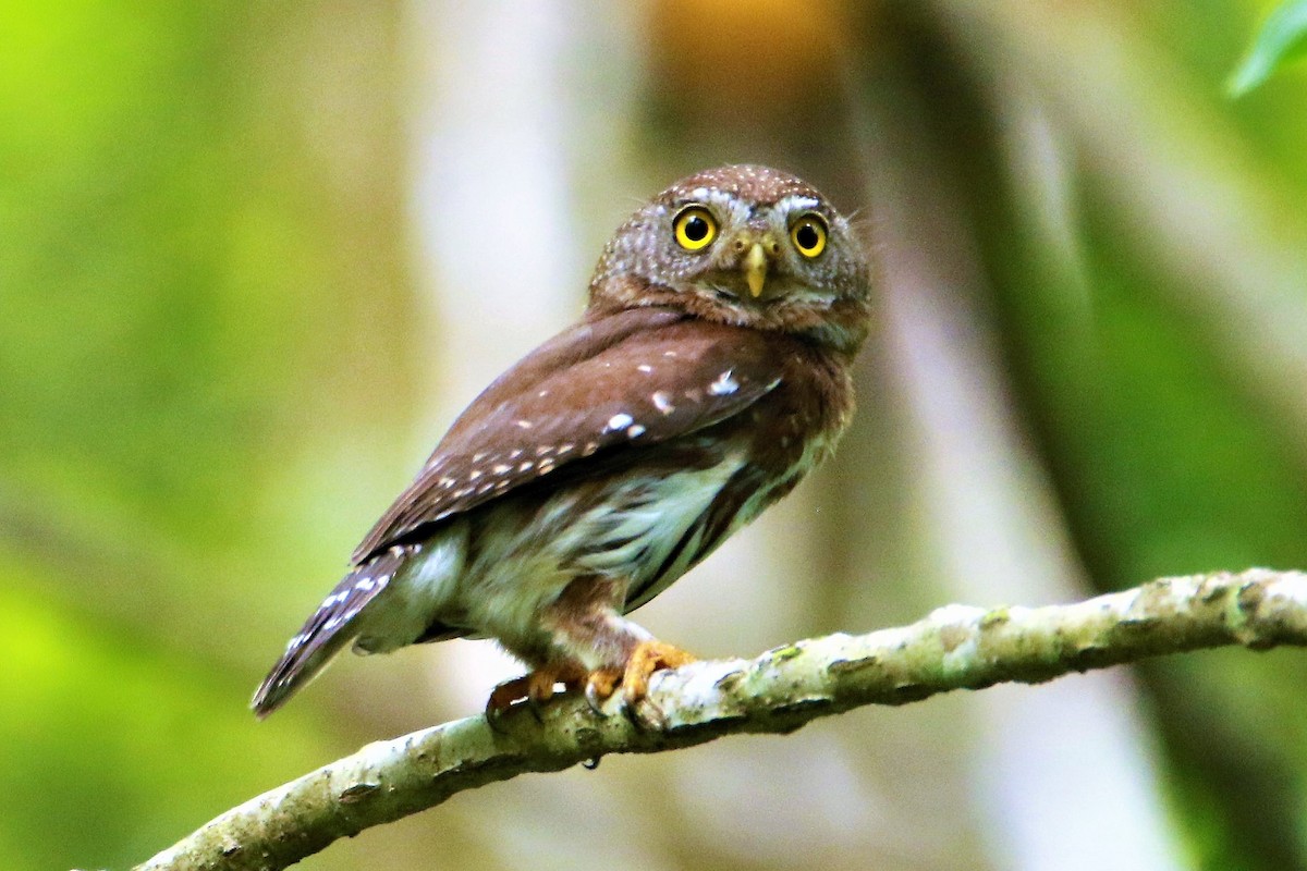 Tamaulipas Pygmy-Owl - ML596661941