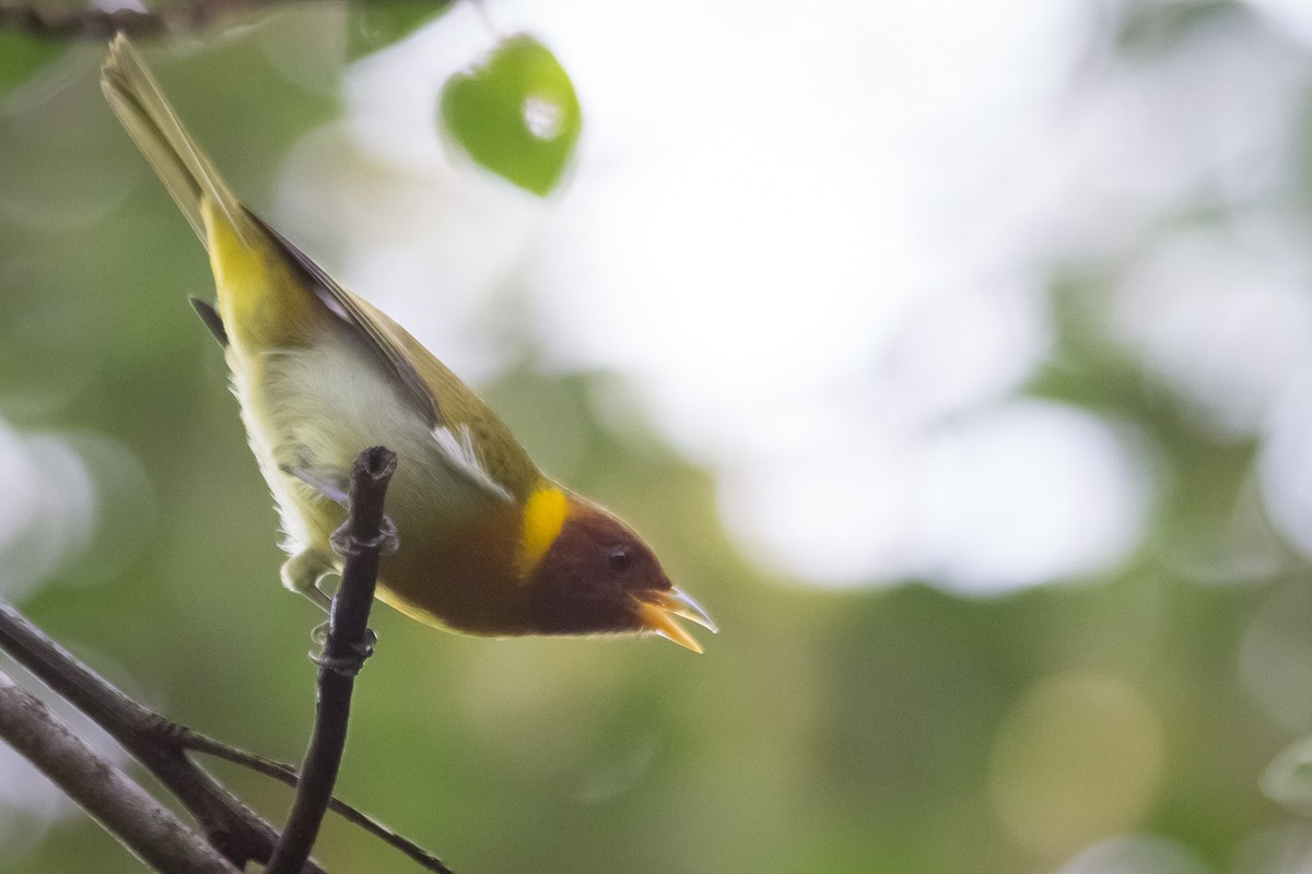 Rufous-headed Tanager - ML596662161