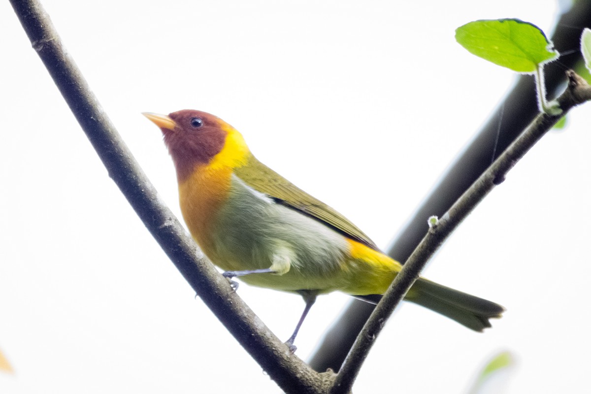 Rufous-headed Tanager - ML596662171