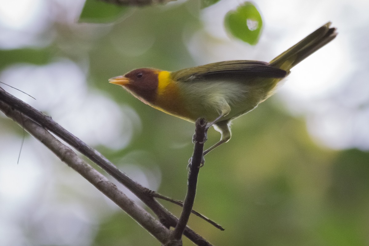 Rufous-headed Tanager - ML596662181