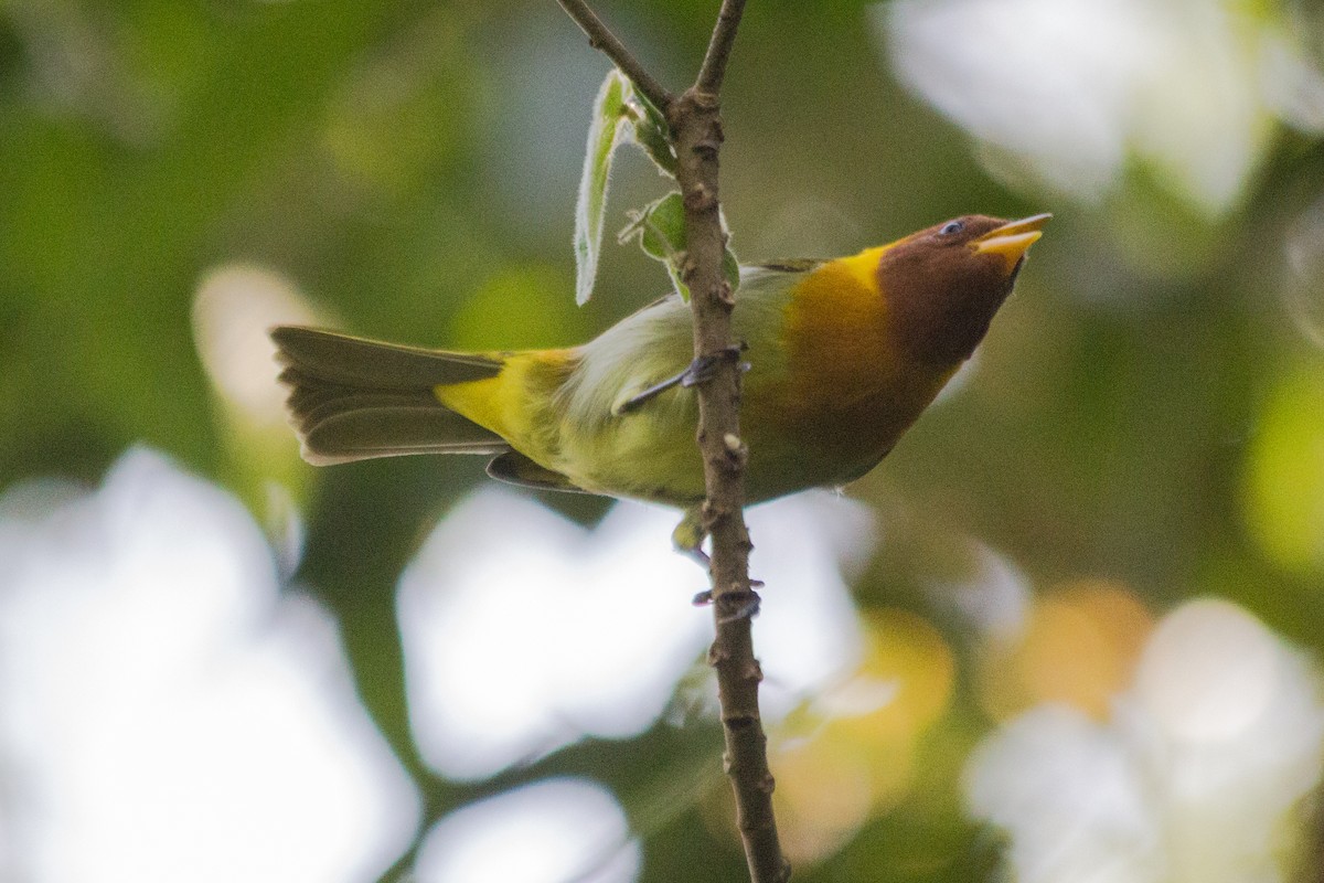 Rufous-headed Tanager - ML596662191