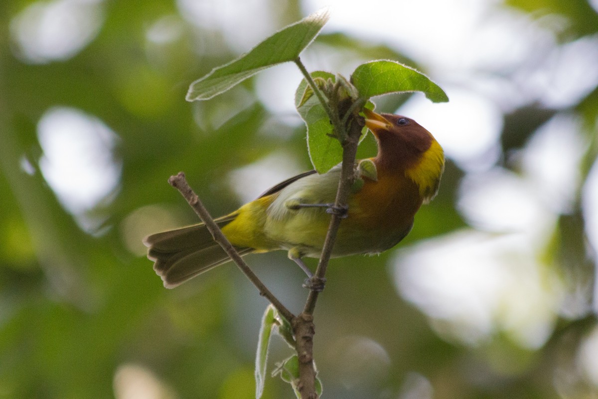 Rufous-headed Tanager - ML596662201