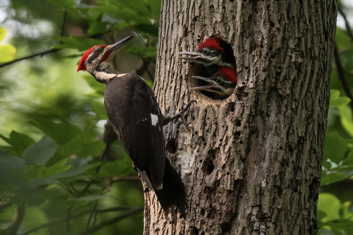 Pileated Woodpecker - ML596667961
